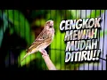 Download Lagu MATERI MEWAH buat MASTERAN BURUNG LOMBA - MASTERAN BLACKTHROAT GACOR DURASI PANJANG SUARA JERNIH
