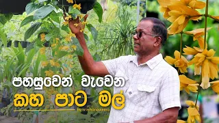 මහල් නිවාසයක පහසුවෙන් හදන්න පුලුවන් මල් | Golden Bell Flower Propagation | Ceylon Agri | Episode 494