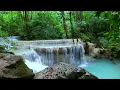 Download Lagu Suara burung yang indah, aliran air yang damai di hutan hijau, ASMR