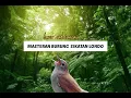 Download Lagu MASTERAN BURUNG SIKATAN LONDO MP3