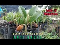 Lagu TEKNIK SamBung Anti GAGAL Tanaman DURIAN.