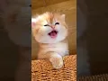 Download Lagu Suara kucing imut yang lucu meow mirip motor balap #kucing #kucinglucu #kucingimut