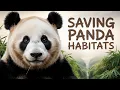 Why Giant Pandas Are Endangered The Challenges They Face How We Can Help