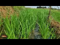 Backsound Alami Sawah