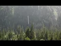 30 Mins of Ambient Forest Rain | For rest, relaxation and sleep #rest #ambient #relaxation