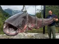 Download Lagu This Giant Catfish Turns Into the Best Village Feast