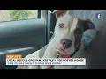 St Louis animal rescue pleading for people to step up and foster dogs