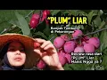 Download Lagu PLUM Liar Banyak Tumbuh di Pekarangan - Petik timun terakhir tahun ini sebelum memasuki musim gugur