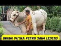 Download Lagu Bruno Sang Monster Terakhir Penerus Petro Sang Legend|Sapi PO Kebumen