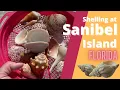 Sanibel Island Florida Where to Go to Find the BEST Shells