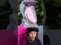 Download Lagu Inilah Suara Burung Unik Yang Paling Mengerikan Di Dunia 😱 #shorts