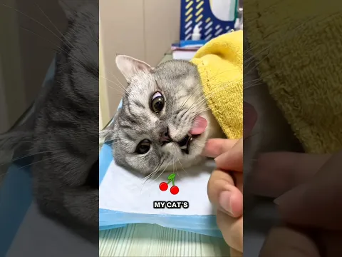 Owner Removed His Cat’s Balls 🍒😂