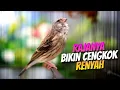 Download Lagu RAJANYA BIKIN CENGKOK RENYAH❗MASTERAN BLACKTHROAT GACOR SUARA JERNIH LAGU LELAH