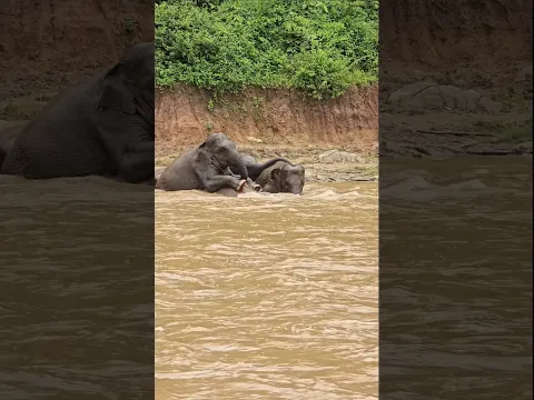 Herd enjoy in river #elephant #herd #pyimai #chaba #leklek #chompu #babyelephant