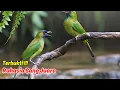 Download Lagu Suara Cucak Ijo Gacor Jantan Hutan Alam Penuh Kekuatan