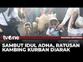 Download Lagu Unik! Ratusan Hewan Kurban Ikut Kegiatan Runners 1K Kalitutup | Indonesia Berkurban tvOne