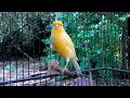 Download Lagu Impossible If Your Canary Does Not Immediately Sing! Belgian Canary Training