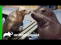 A Day of Seals and Sea Lions The Aquarium A Deeper Dive