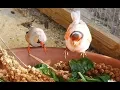 Download Lagu Mencampur Spesies Burung - Burung Apa yang Dapat Anda Pelihara Bersama dalam Satu Kandang?