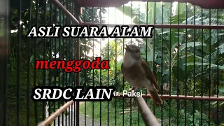 Download Suara Alam SRDC Ngeplong Santai memancing Srdc lain jadi Nyaut- Pancingan SRDC gacor MP3