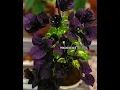 Download Lagu 150+ Top Bougainvillea Varieties 2025 I'd with Names | Thai Varieties Bougainvillea I'd Names