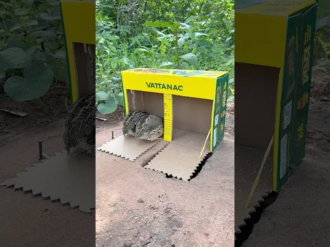 Easy Quick Quail Trap Using Cardboard Box #shorts