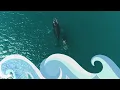 Whales and Dolphins of Aotearoa | Claudia Robin Gunn | Cetaceans of New Zealand Waters | Lyrics