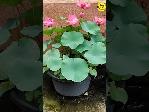 গামলা ভর্তি পদ্ম 🪷 #lotus #terracegardenindia #flowers #lotusflower #youtubeshorts #youtube