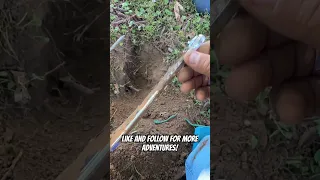 Found Something Neat In The Hole 