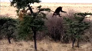 Baboon trapped on a small tree by two hungry lions