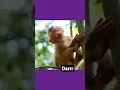 Download Lagu Hiduplah Engkau Denganku...hihihi Darrrr...