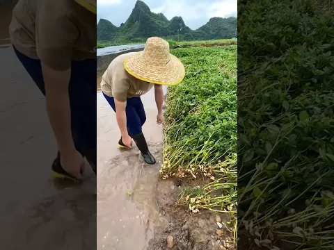 Village farmers harvesting peanut 🥜🥜 from Farm | Amazing peanut Farming #peanut #farming