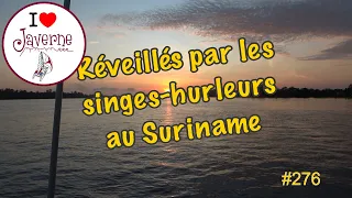 #276 Réveillés par les singes-hurleurs au Suriname