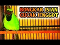 Download Lagu Cucak Ijo Bongkar Isian CUCAK JENGGOT Masteran Gacor