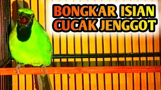 Download Cucak Ijo Bongkar Isian CUCAK JENGGOT Masteran Gacor MP3