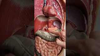 أين يقع البنكرياس والكبد Anatomy Of Pancreas 