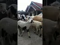 Download Lagu kambing embe embe #kambing  #Shorts #lucu
