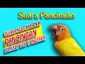 Download Lagu Suara ngetik Pancingan LOVEBIRD Konslet , jamin 100% jadi KUSUMO - lovebird singing kontes