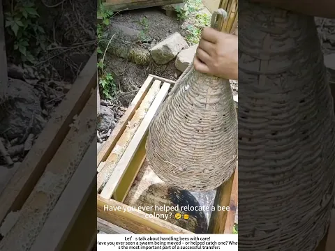 Moving a Bee Swarm with a Bamboo Cage – Traditional Beekeeping Skill 🐝🎋