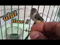 Lagu Burung Sepah kecil atau mantenan (Pericrocotus cinnamomeus)