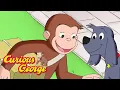 Lagu What's In the Box!? 🐵 Curious George 🐵 Kids Cartoon 🐵 Kids Movies