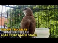 Lagu Trucuk BETINA memanggil Jantan Suara Birahi Ngecuplik 100% pancingan trucukan gacor agar BUNYI EMOSI