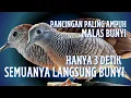 Terapi Perkutut MaLas Bunyi_Rutinkan Pancingan Ini Pagi Siang Sore 100% DIjamin Langsung Nyaut