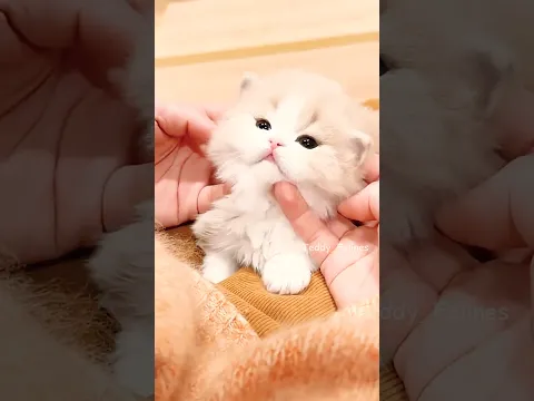 Kitten Showing Maximum Cuteness 🧸😻💕 #cat #cute #cats #kitten