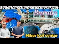 Download Lagu Sederhana dan merakyat harga Koi di tempat ini‼️ada yang poin ni‼️review harga di miber Koi center