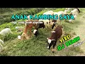 Download Lagu anak kambing saya - lagu anak-anak Indonesia versi dj remix