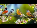 Download Lagu Relaxing Piano with Bird Sounds | Tranquil Nature Music for Sleep and Serenity