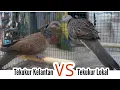 Download Lagu Perbedaan Terkukur Lokal dengan Tekukur Kelantan @RusmadiSoemadji #breeding #tekukur #geopelia