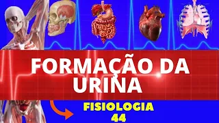 FORMAÇÃO DA URINA (FISIOLOGIA HUMANA) - FISIOLOGIA RENAL - FISIOLOGIA DE GUYTON - SISTEMA RENAL