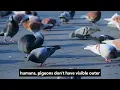 Do Pigeons Have Ears How Pigeons Hear Explained